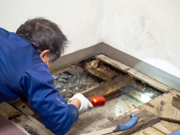Best Best Mold Removal Companies  in Hagerstown, IN