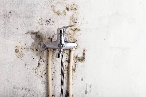 Best Black Mold Removal  in Hagerstown, IN
