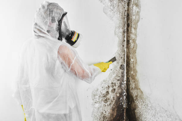 Best Mold Cleaning Services  in Hagerstown, IN