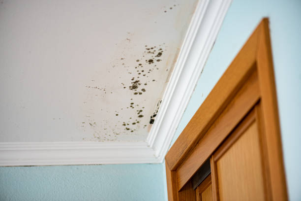 Best Home Mold Removal  in Hagerstown, IN
