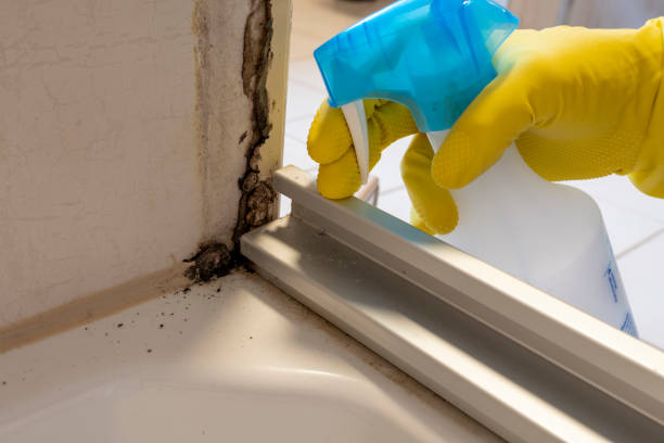 Best Mold Remediation Experts  in Hagerstown, IN