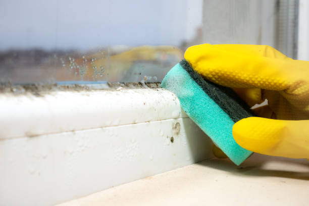 Best Office Mold Removal Services  in Hagerstown, IN