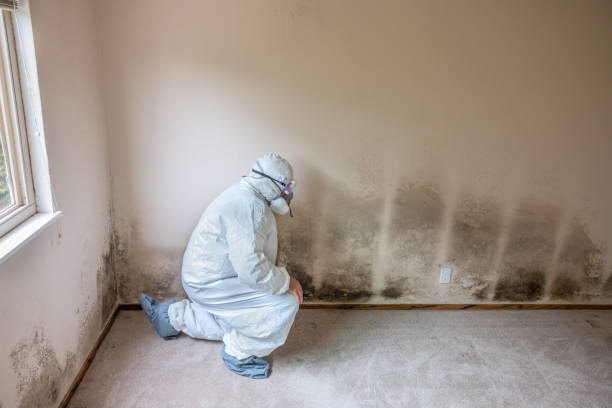 Best Certified Mold Removal  in Hagerstown, IN